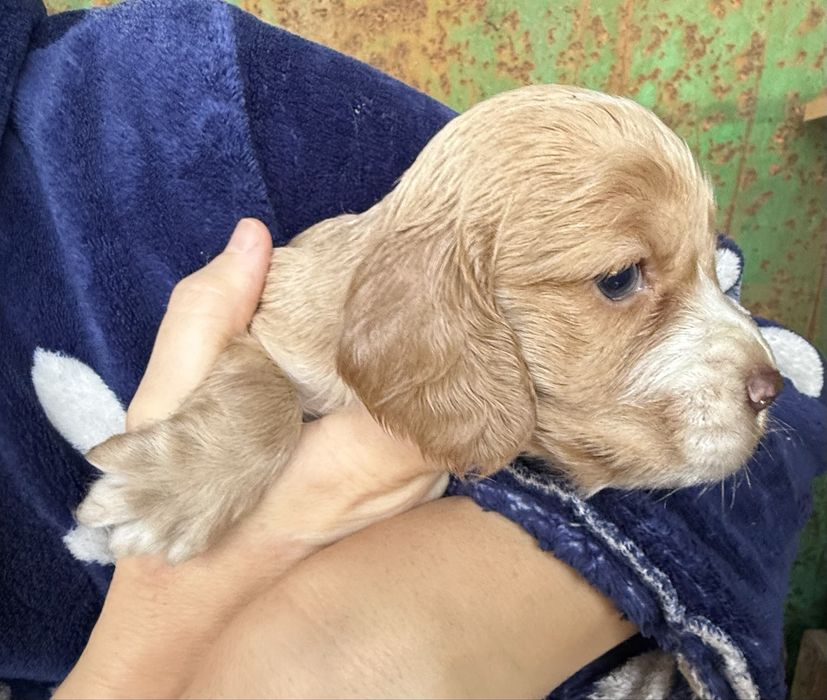 Продам русских спаниель