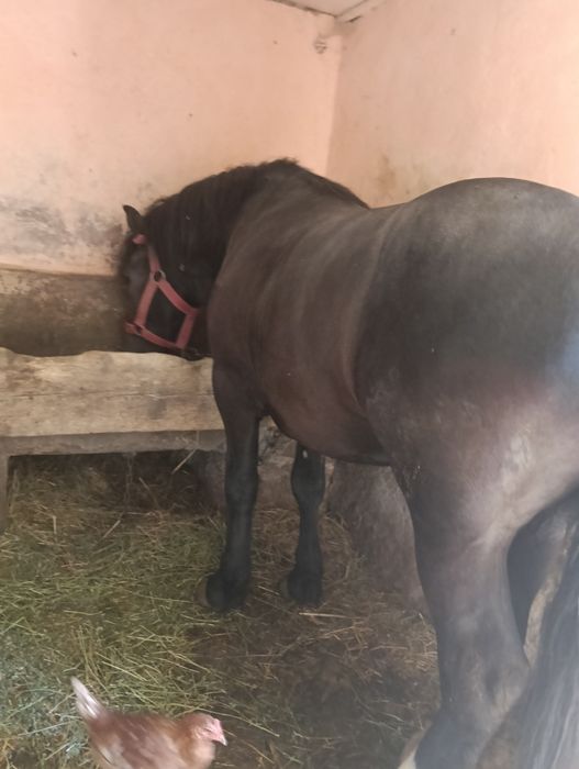 De vânzare un mânz de 2 mai mai multe detalii la telefon