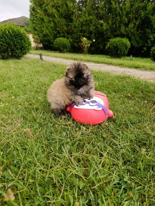 Pomeranian mascul mini toy pedigree