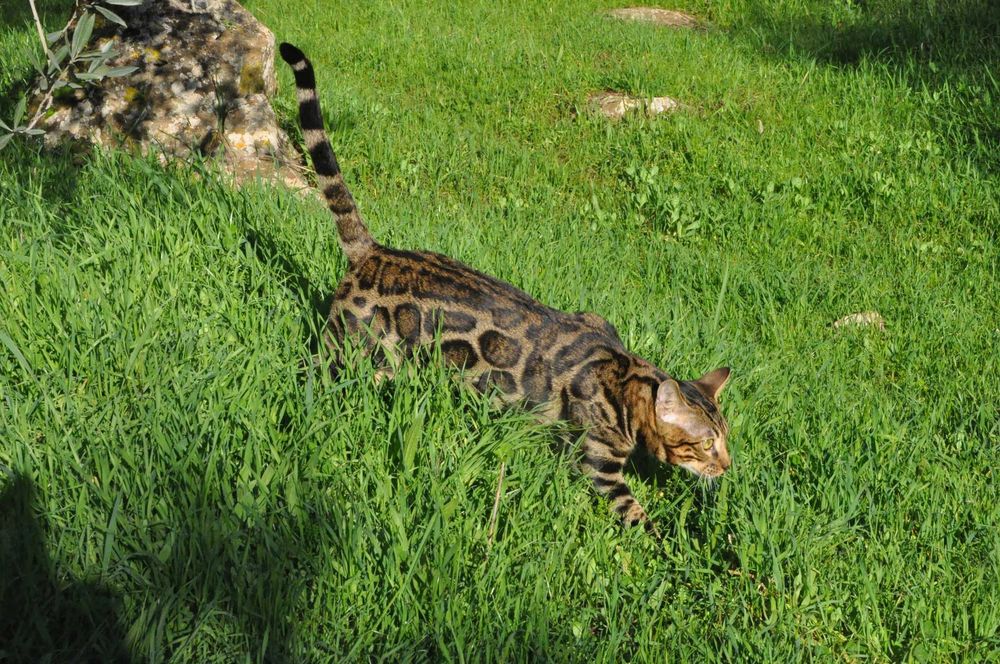 Бенгалски котарак