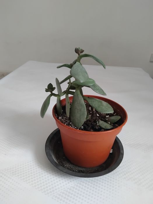 Домашние цветы 5000тг выше