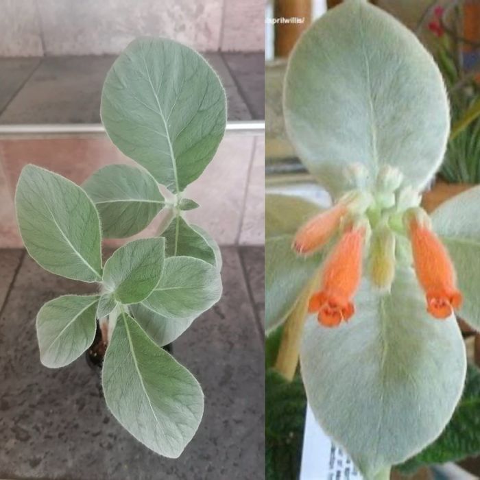 Цветя за продажба