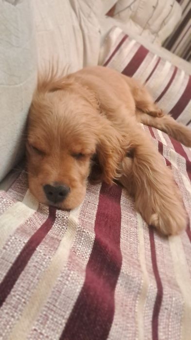 Щенок Порода Лабрадор