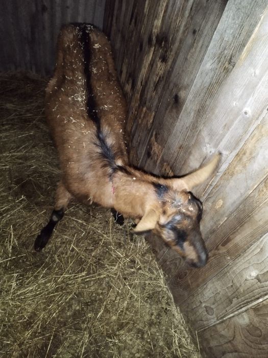 Vand capra alpina franceza pura