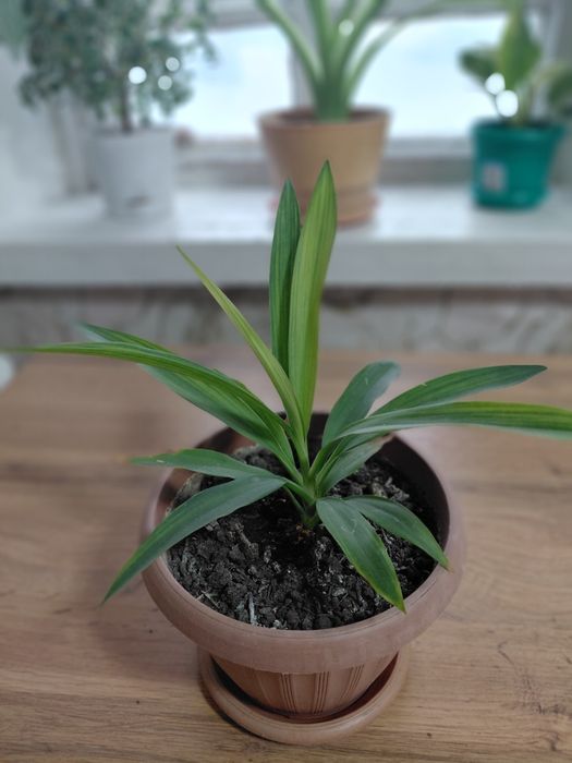 Продам комнатные цветы