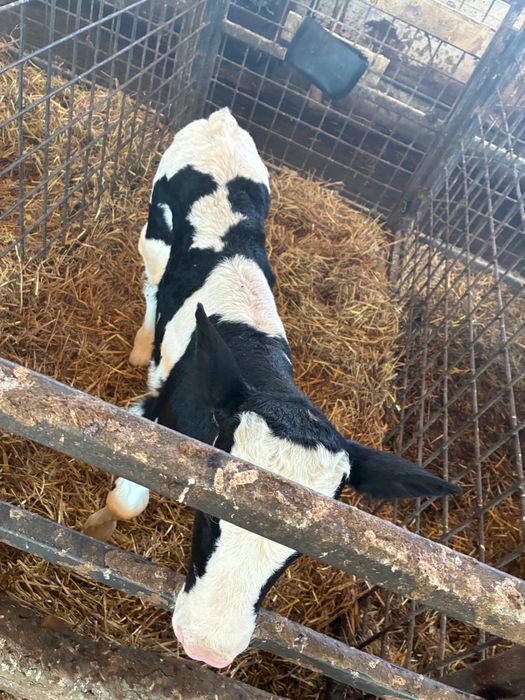 Vând tăuraș holstein