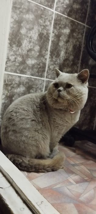 Вязка котов 30.000