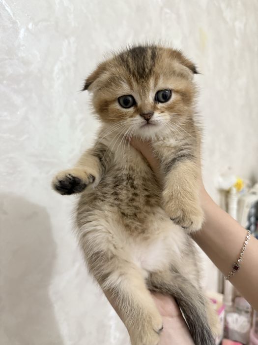 продаются котята шиншилы