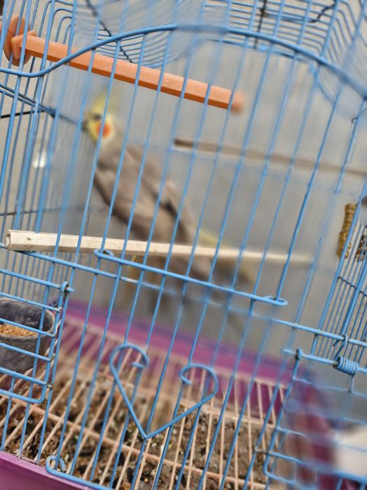 Papagali nimfe de vanzare.