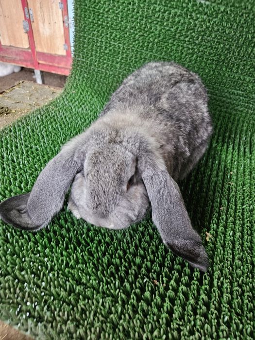 Berbec german / Urias de Transilvania