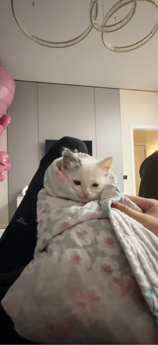 Отдам котёнка даром