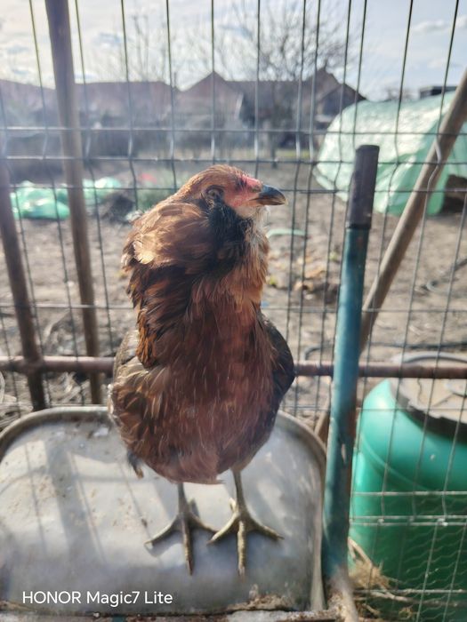 Vând oua proaspete de găini de rasa Araucana pentru  incubat
