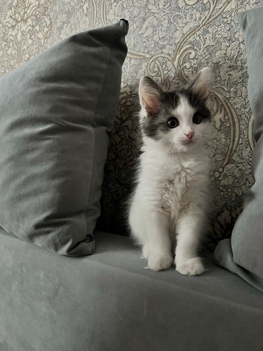 Котенок в добрые руки