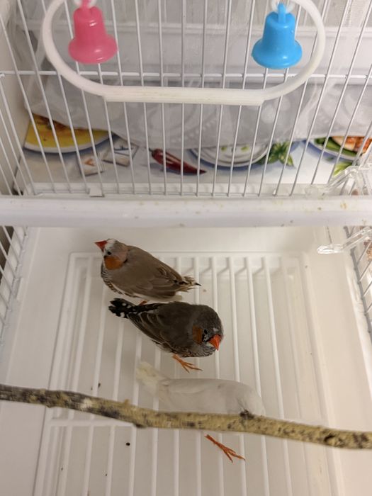 Продам амадинов с клеткой.