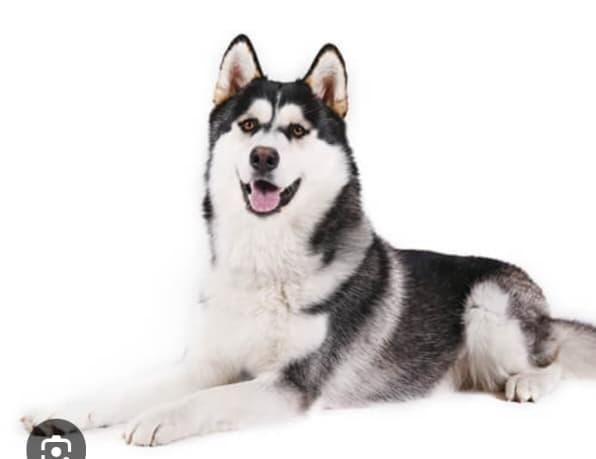 Отдам маламута в хорошие руки