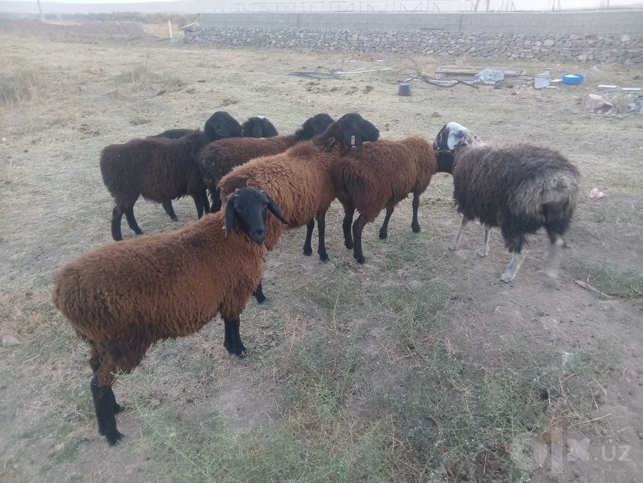 7 ta sog'lom qo'ylar sotiladi