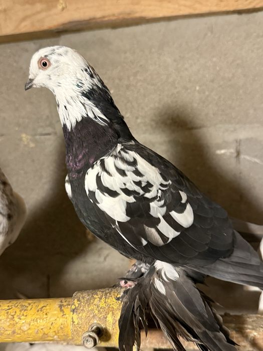 Голуби игровых кровей