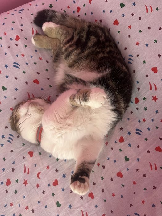 Skotish fold 1.5 yosh sotilmaydi vyazka uchun