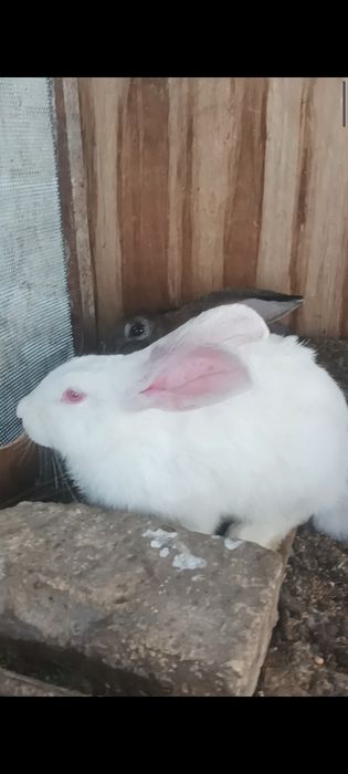 5 oylik quyonlar sotiladi