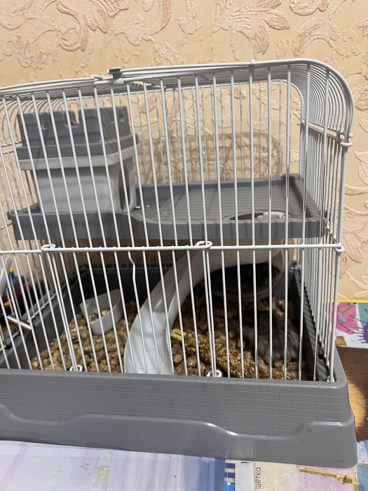 Продаю 2 хомика и клетка 6000