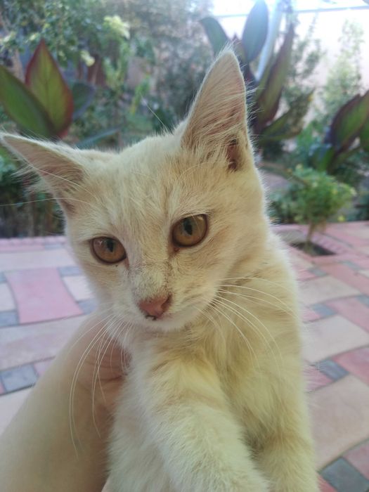 Ищем заботливого хозяина/хозяйку для котят, 3 месяца