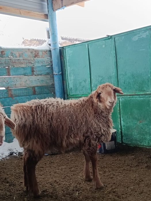 Жасқа толмаған ісек тоқтылар сатылымда