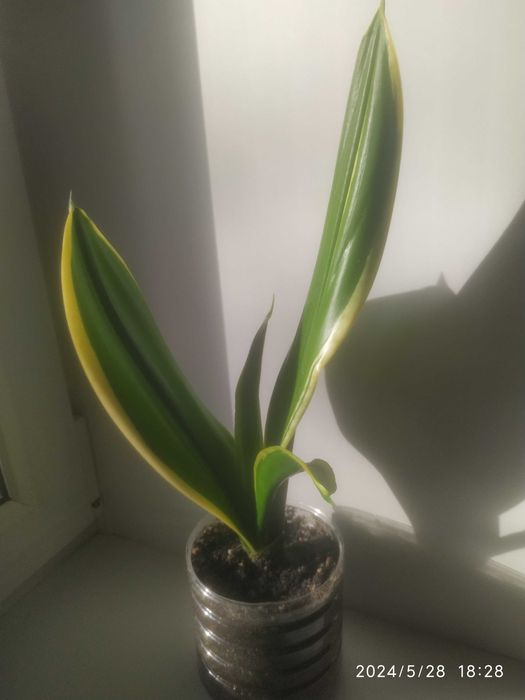 Сансевиерии,обмен