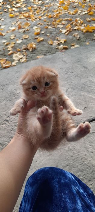 Котёнок скотиш фолд