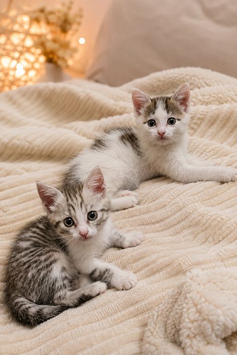 Отдам котят. Девочки. 2 месяца