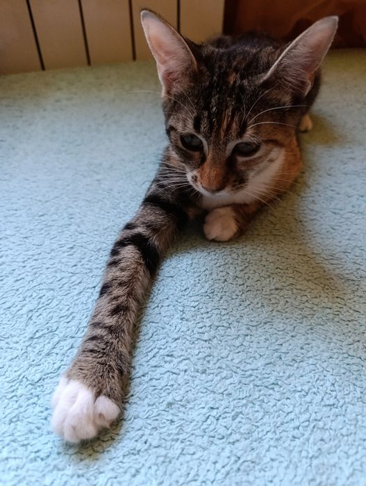 Котенце за осиновяване