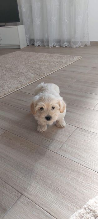 Bichon maltez baiat