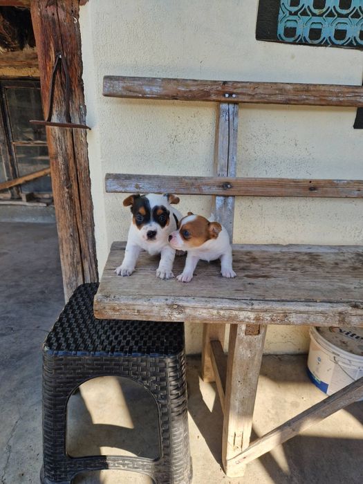 Джак -Ръсел Териер