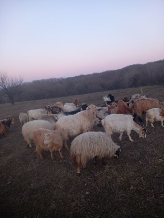 Vând iezi și țapi