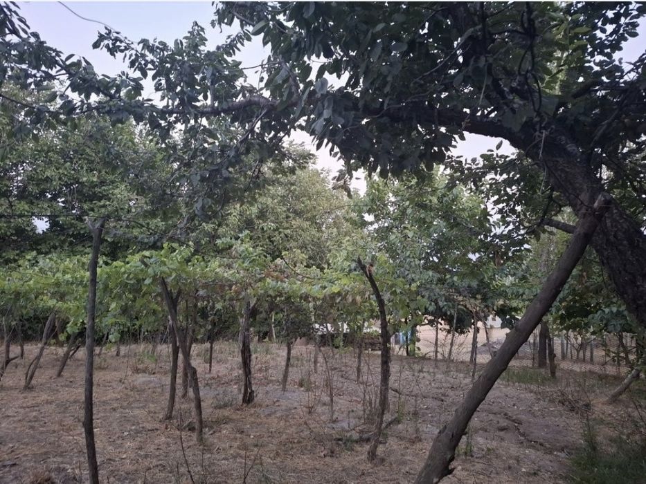 Oqtosh tomonda dacha uchun joy sotiladi