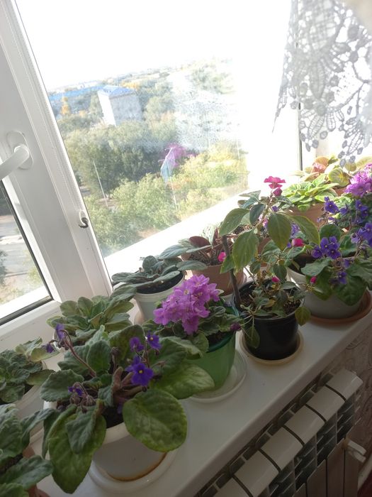 Цветы комнатные .