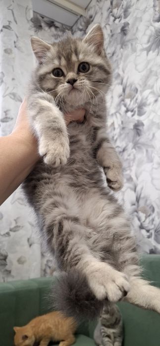 Кошечка скоттиш страйт