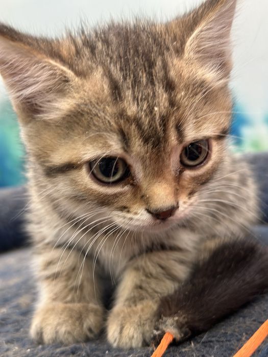 котята и мама кошка