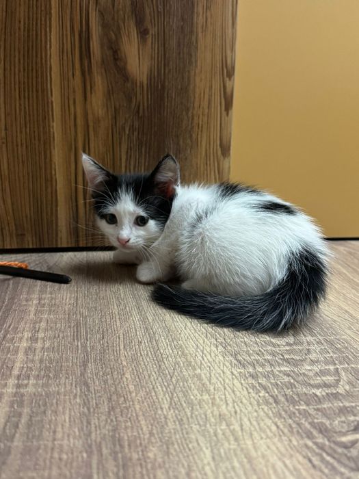 Отдам котят в хорошие руки