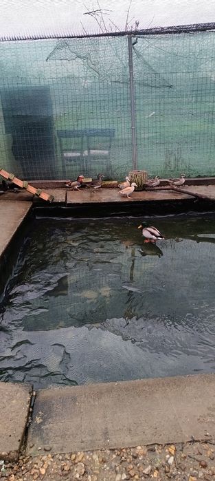 Rate exotice păsări