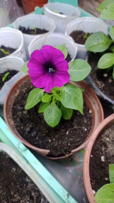 Цветы домашние и уличные