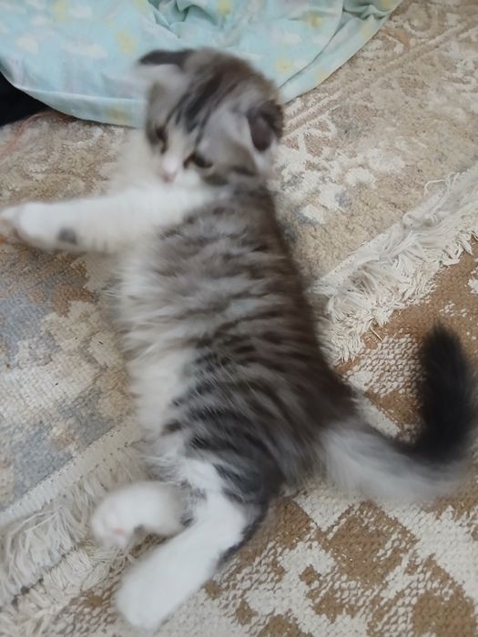 Шотландский вислоухи котенок