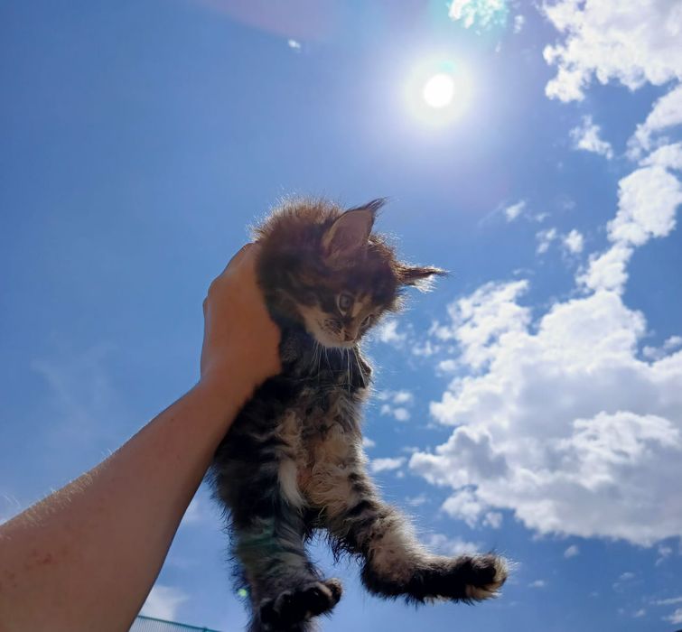 Котята Мейн Куны