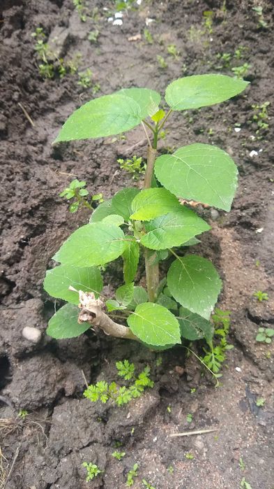 Древовидная  белая гортензия