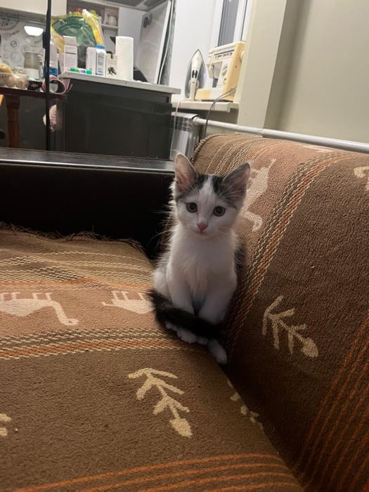 Котята мальчик и девочка