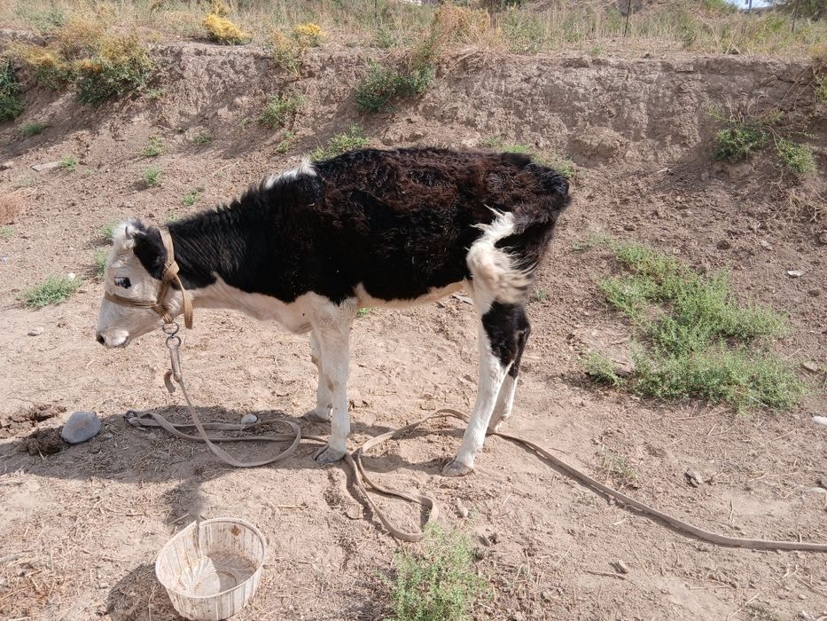 Таналар, Телята ,