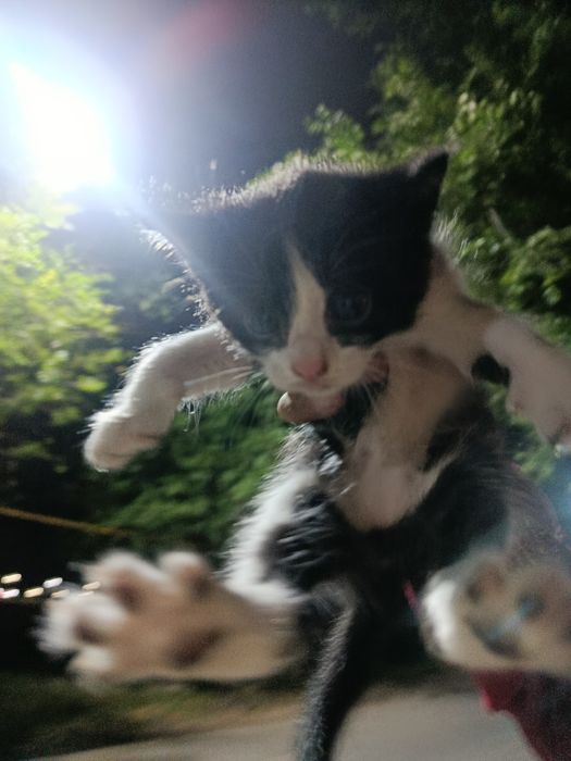 Котенок Шымкент мальчик