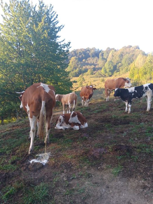 Vaci și vitei de vânzare