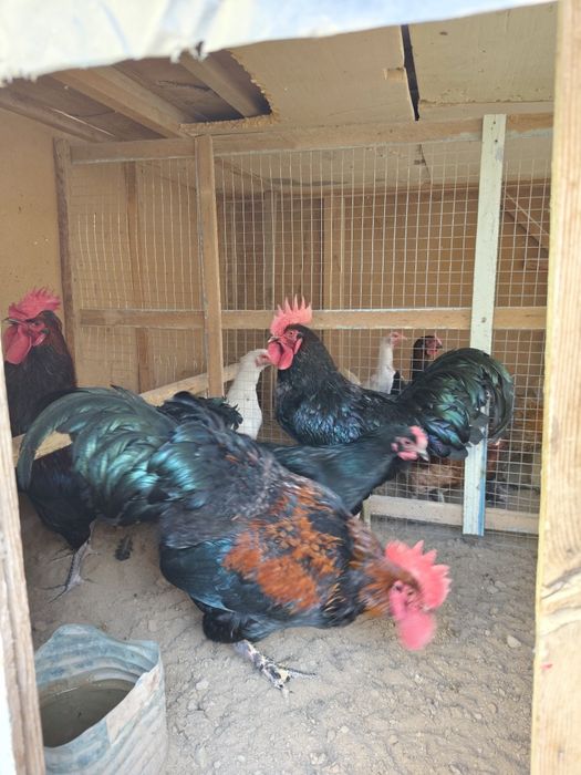 Avstrolob va oddiy tovuq xurozlar sotiladi