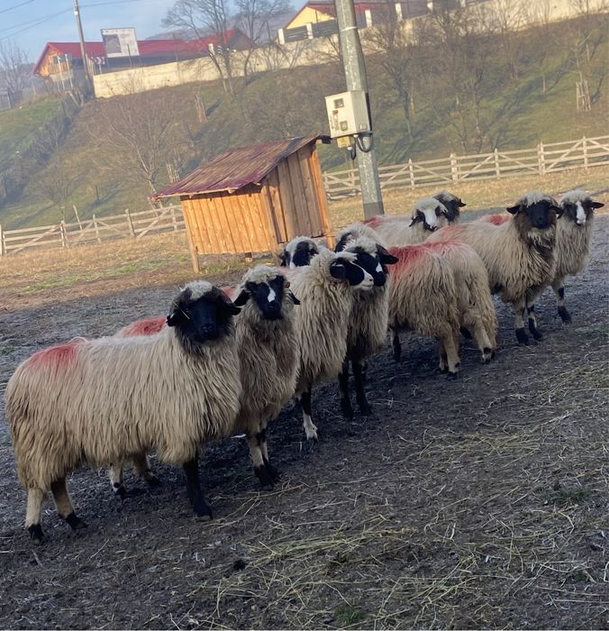 Miele breze de vânzare