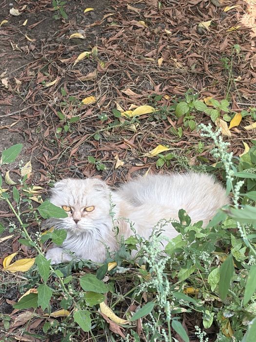 Отдам кошку. Бесплатно.
